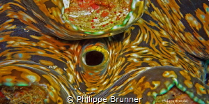 Giant clam by Philippe Brunner 